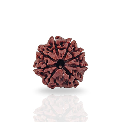 8 Mukhi Rudraksha (Collector)