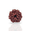 8 Mukhi Rudraksha (Collector)
