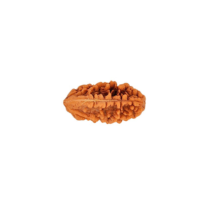 1 Mukhi Sawar Rudraksha