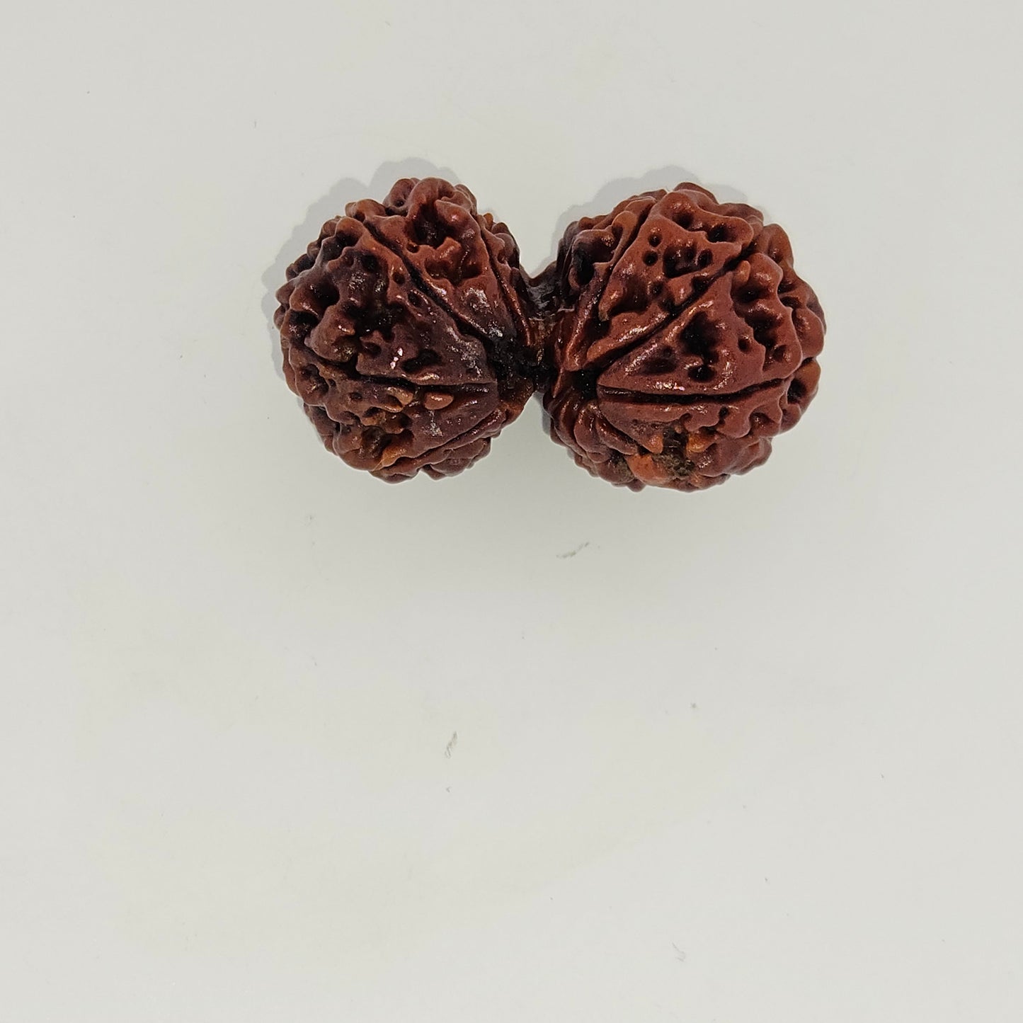 Gauri Shankar Rudraksh - 10 Mukhi (Medium)