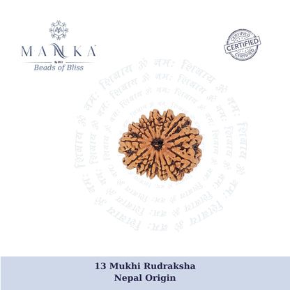 13 Mukhi Rudraksha (Super Collector)