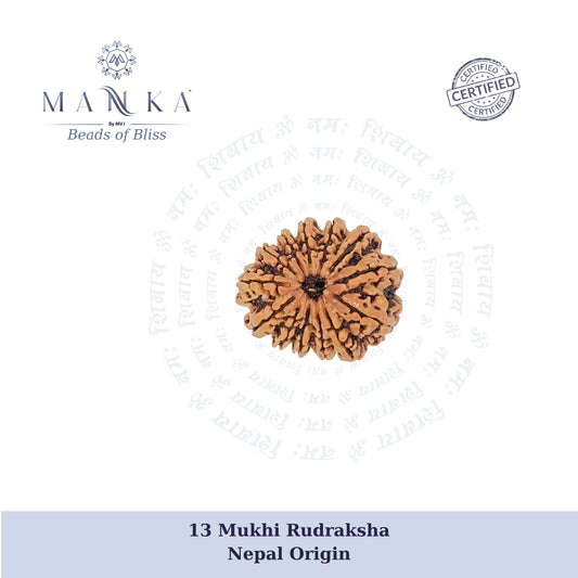 13 Mukhi Rudraksha (Super Collector)