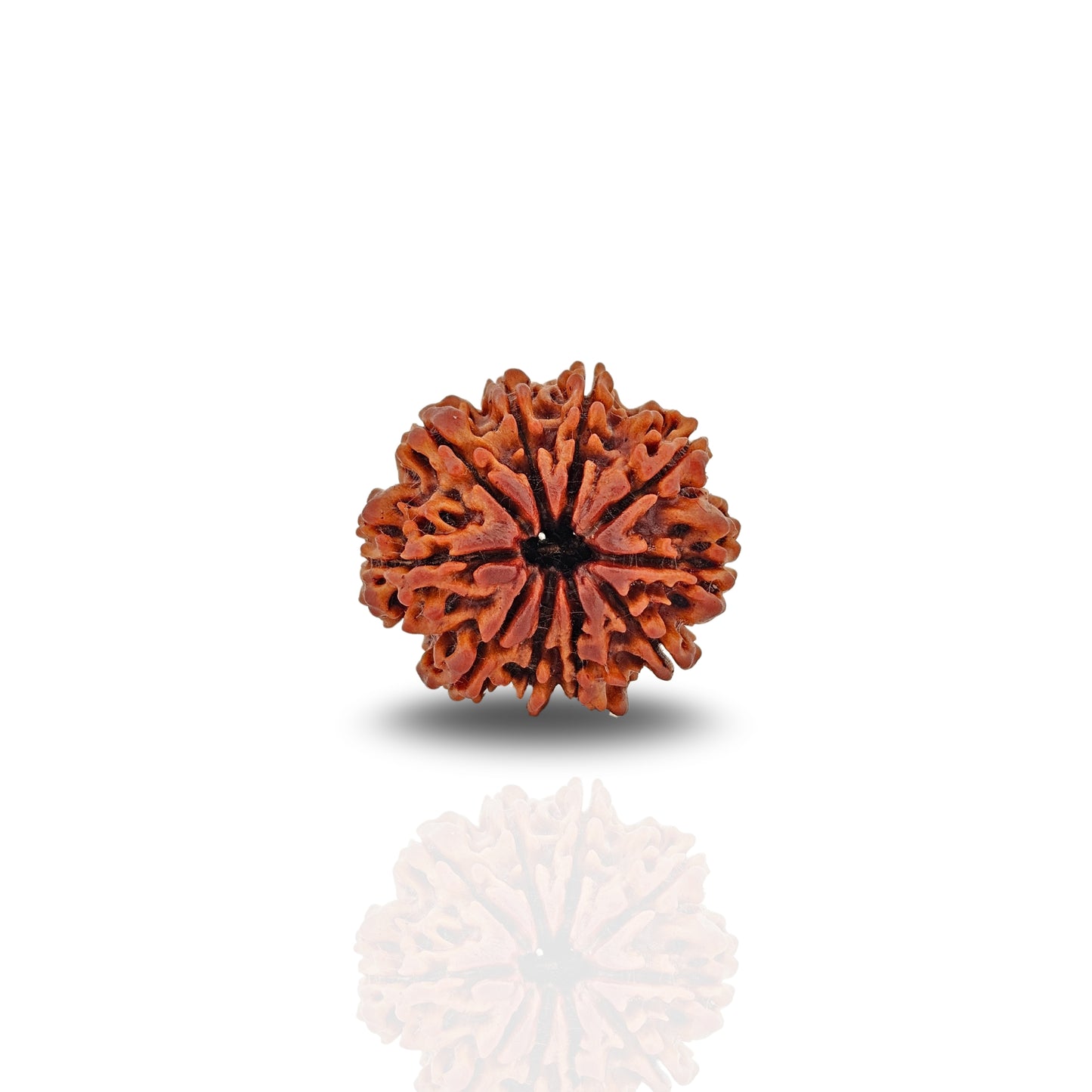 10 Mukhi Rudraksha (Super Collector)