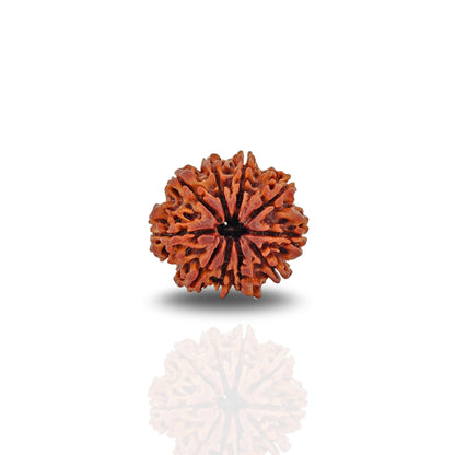 10 Mukhi Rudraksha (Super Collector)